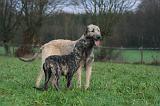 IRISH WOLFHOUND 284